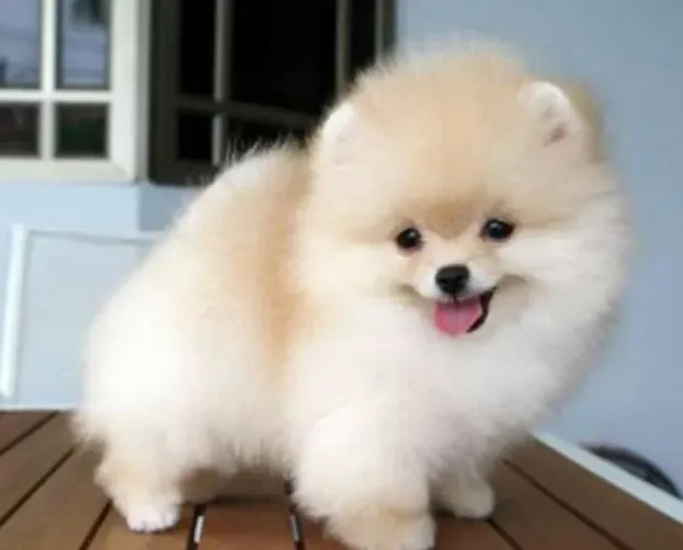 Anão de spitz