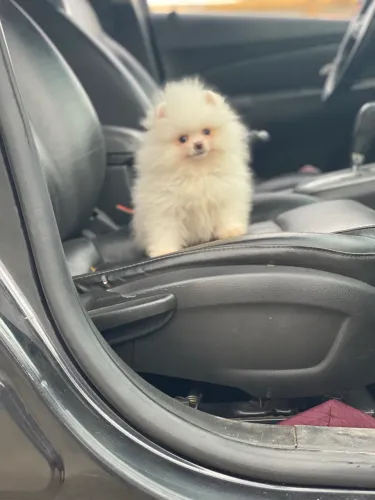 SPITZ ALEMÃO URSINHO ANÃO!!!