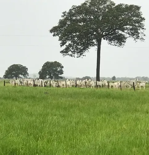 Fazenda de 106 alqueires em Itapirapuã-GO