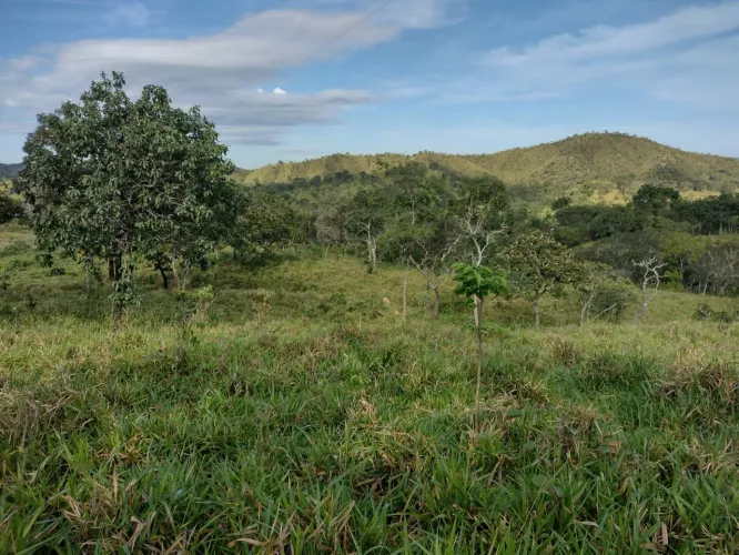 Fazenda 59 alq. Em padre Bernardes Go. R$:3.245.000