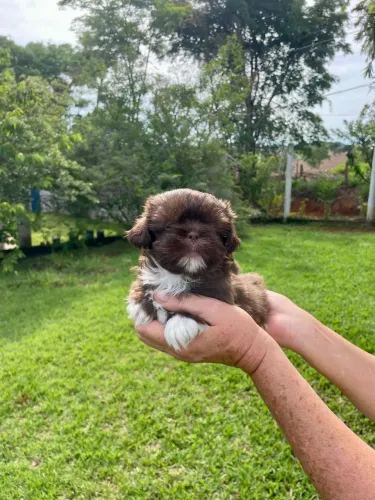 Shihtzu fêmea chocolate 