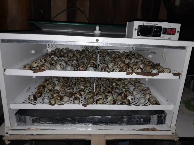Ovos galados de codorna gigante e japonica