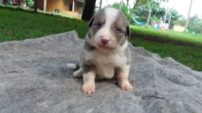 Border Collie machos e fêmeas- Seu caozinho com garantias exclusivas- contato na descrição