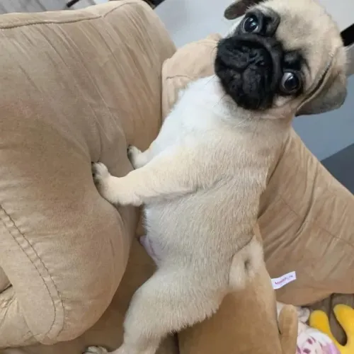 Filhotes de Pug | Lindos e com ótimo temperamento!