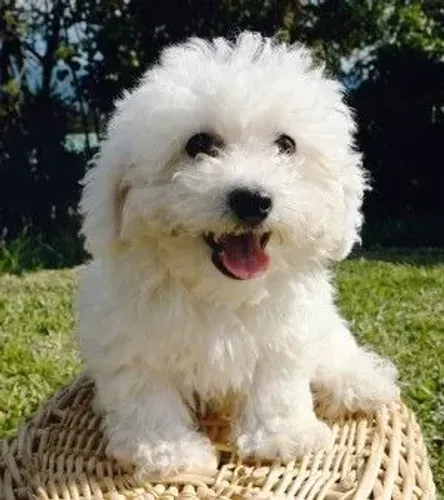 Poodle Apaixonante Filhotes na Cor Branco
