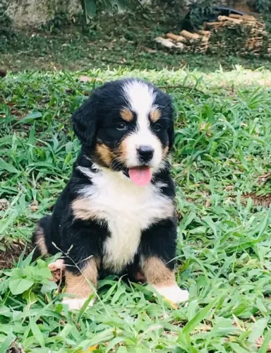 Fêmeas de Bernese Mountain  com 53 dias disponíveis com pedigree vacina  garantia de saúde