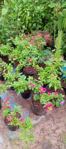 Mudas de Bougainvillea Floridas - Cores Vibrantes