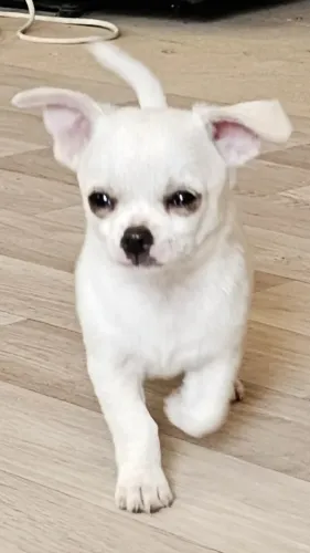 Filhote de Chihuahua Super Pequeno na Cor White - Pronto para o Novo Lar!