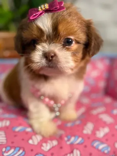 Shih-Tzu: Filhote Macho Dourado Ideal para Seu Lar!"
