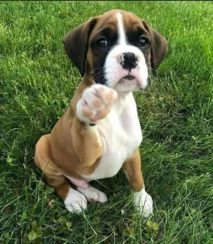 A Energia do Boxer