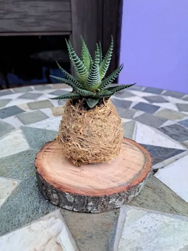 Kokedama de suculenta