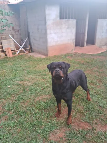 Rottweiler para cobertura