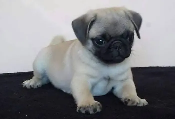 Machinho lindo a pronta entrega pug abricó 
