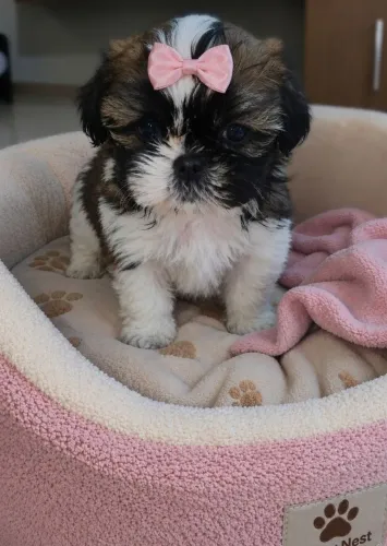 Filhotinhos Shih-tzu 