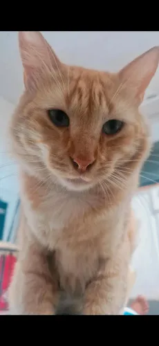 Gato adulto para adoção