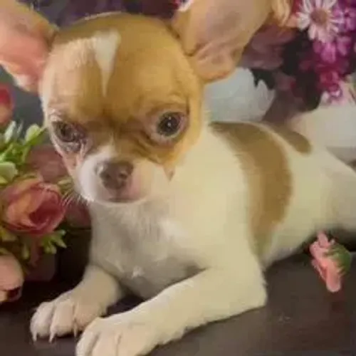 Chihuahua,Chihuahua Filhote Vacinado e Vermifugado