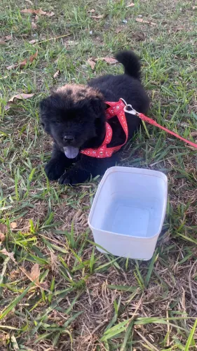 Vende-se chow chow