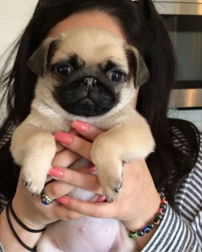 Filhotes de pug divertido com energia equilibrada 