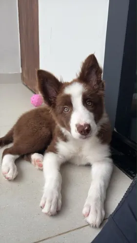 Border Collie fêmea
