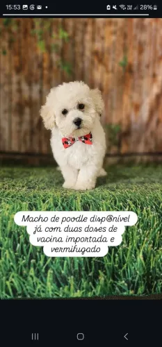 Poodle toy femea e macho