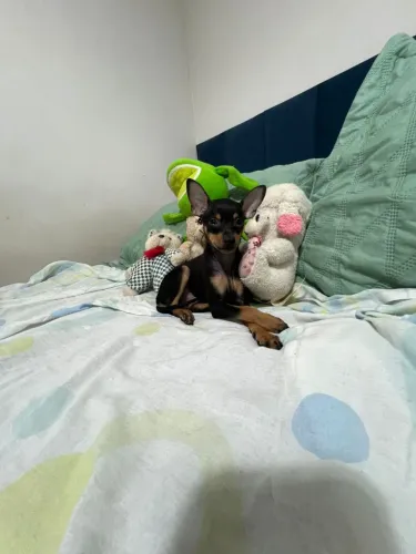 Pinscher 1 Fêmea Filhote 