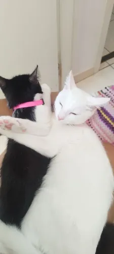 Cat sitter | Cuidadora de gatos a domicílio 