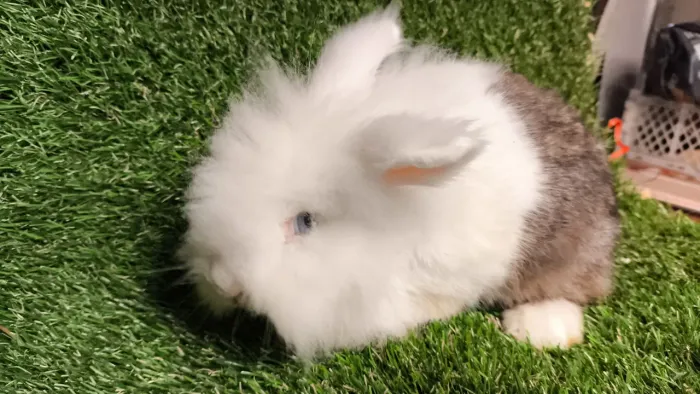 Meu bichinho de estimação