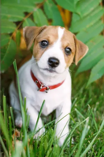 Jack Russell Terrier "Pequeno, mas impossível de ignorar."