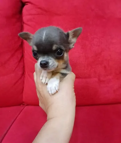Chihuahua macho micro Blue um Bibelô 