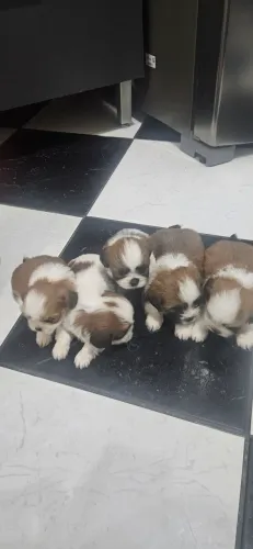 SHIH TZU FILHOTES