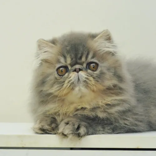 Gato Persa