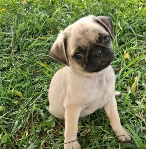Pug , carinhosos e afetuosos