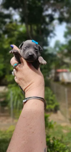 Galgo Italiano - FEMEA  Elite