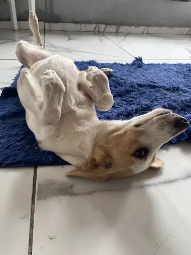 Adoção de Cachorro