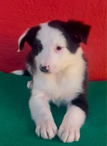 MACJO BORDER COLLIE COM PEDIGREE 