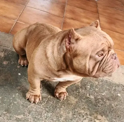 America bully pockty