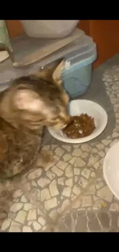 Estou doando está gatinha castrada 1 ano.