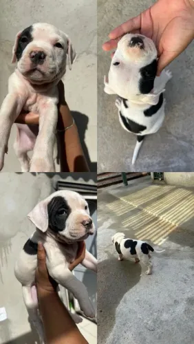 Amstaff