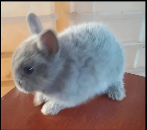 Coelho anão netherland dwarf 