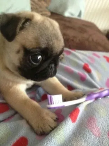 Pug Um Presente Feito Para Emocionar