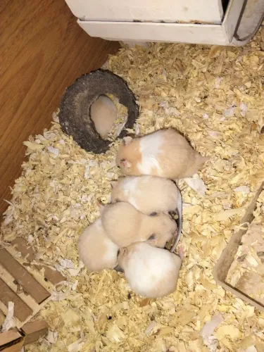 Hamster Sírio 