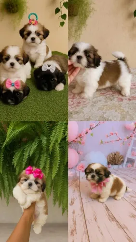 Shih Tzu brincalhão
