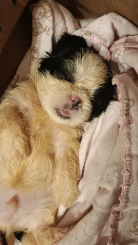 Filhote de Shihtzu