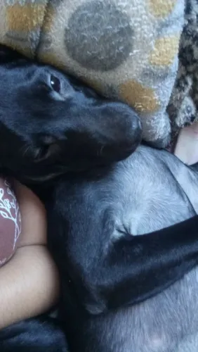 Filhote cachorro macho 5 meses vira lata