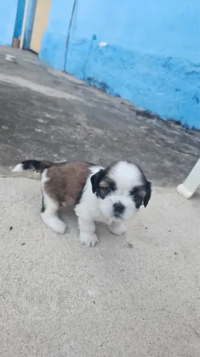 Filhote shih tzu macho