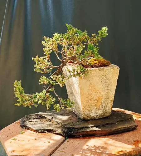 Bonsai juniperus horizontalis Han kengai