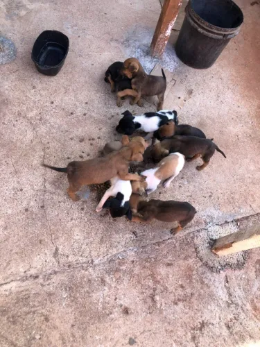 Filhotes para doação