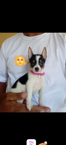 Pinscher gente temos fêmea e macho
