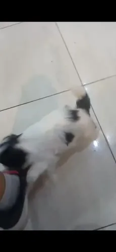 Shitzu filhote 100%