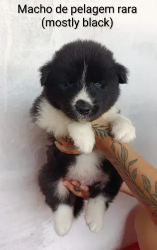Filhotes de Akita Inu x Husky Siberiano